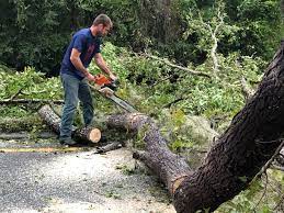 Best Utility Line Clearance  in Hamburg, PA