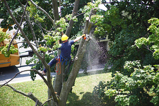 Best Pest Control for Lawns  in Hamburg, PA