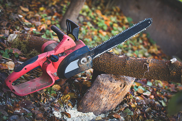 Best Tree Maintenance Programs  in Hamburg, PA
