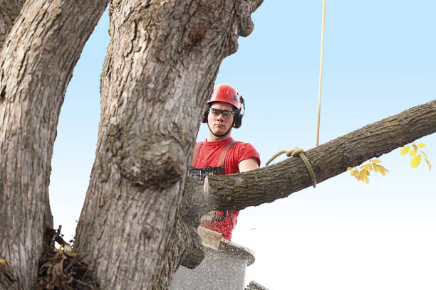 Professional Tree Care in Hamburg, PA